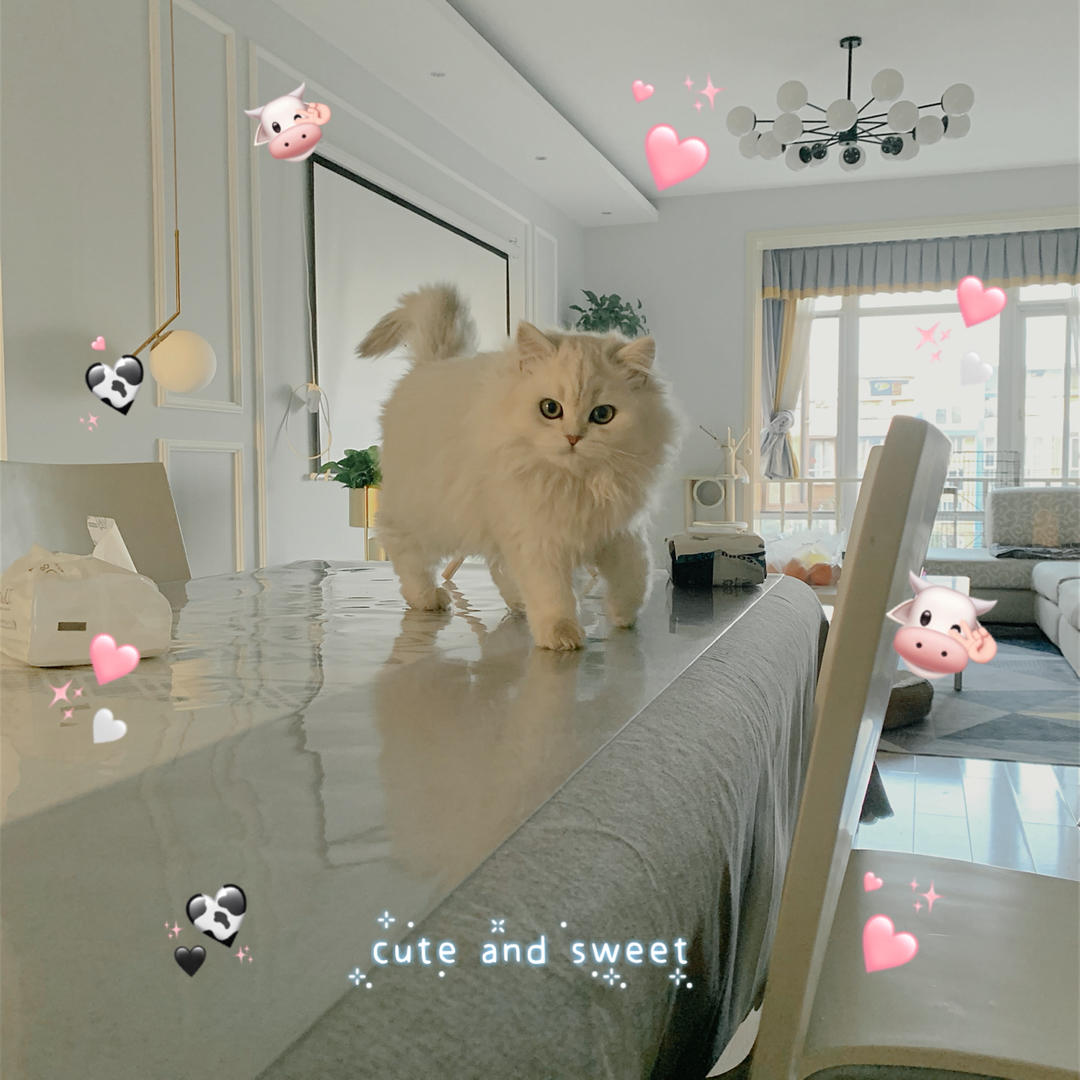 Cici的土豆