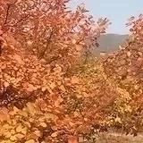 商标注册