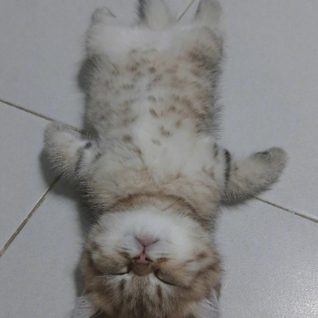 人形加菲猫