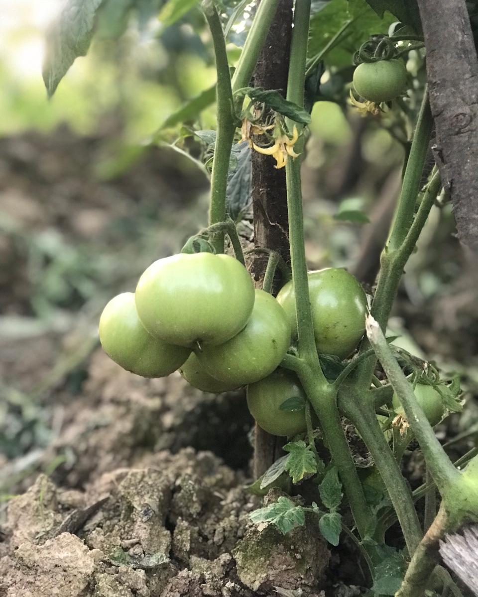 我家有个小菜园