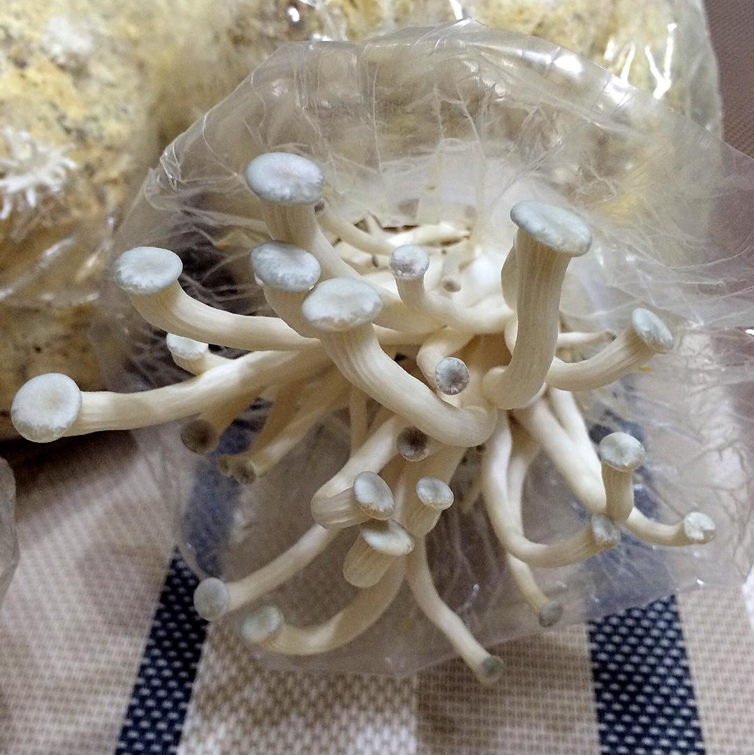 种蘑菇的小姑娘