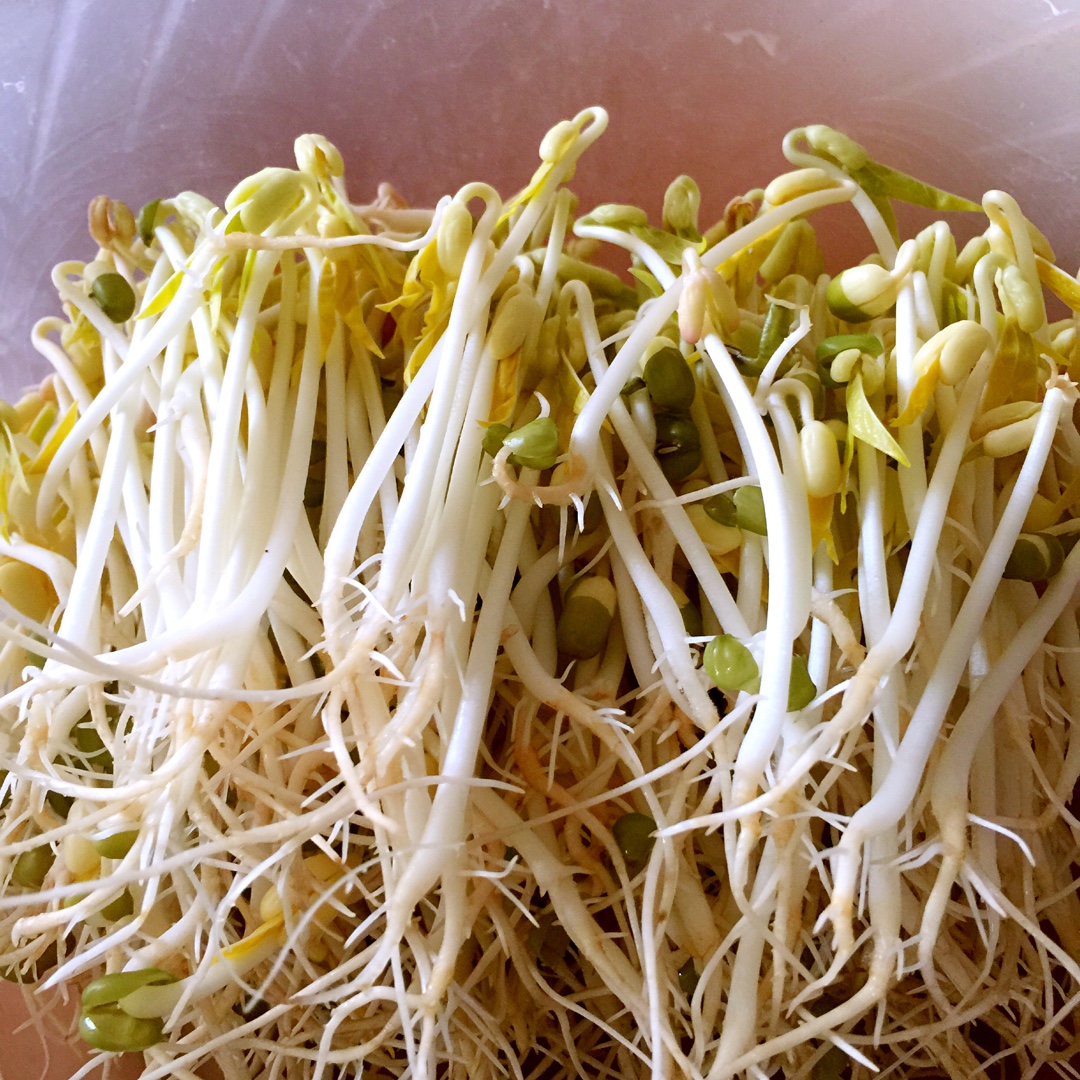 自制豆芽