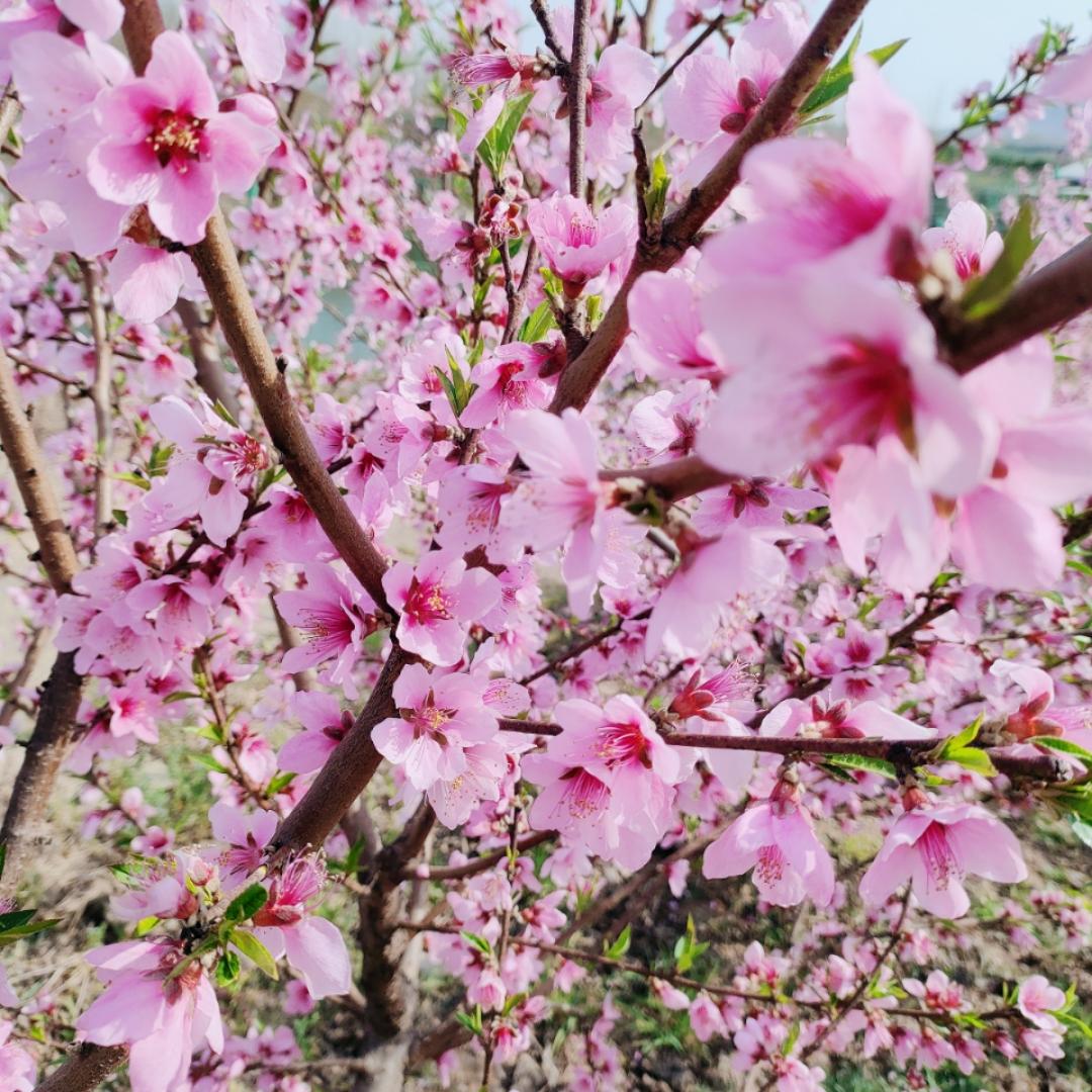 向日葵的微笑130683