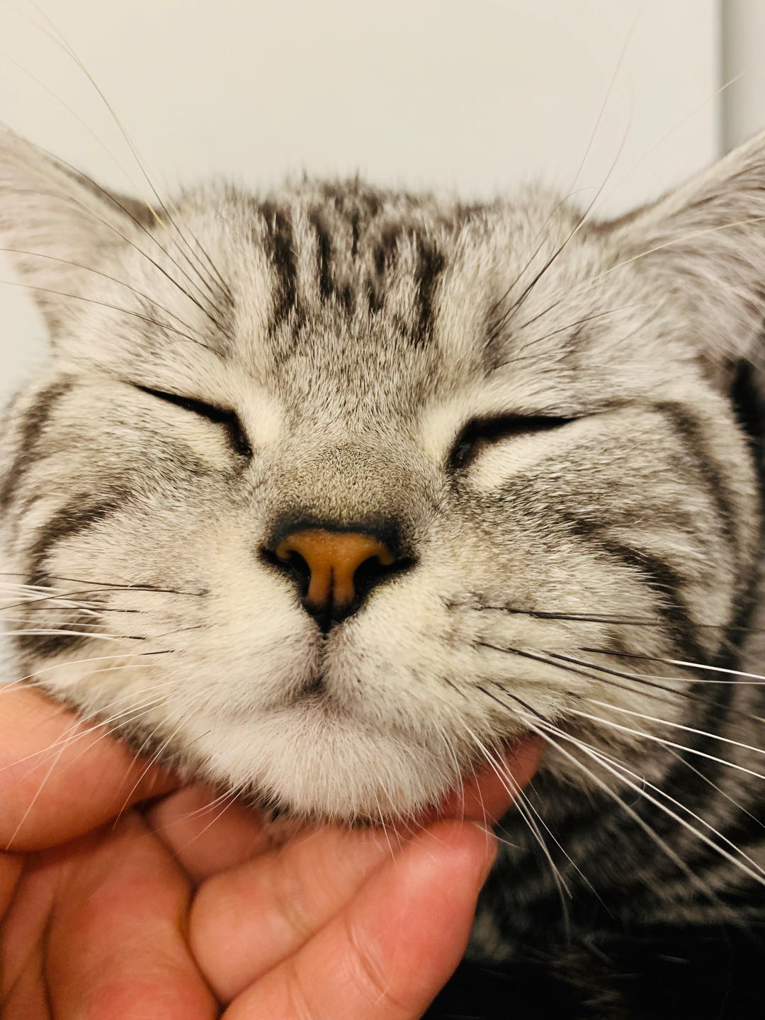 张黑胖咯