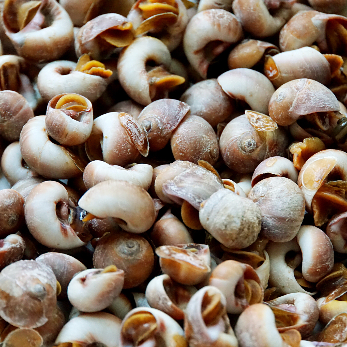 丫头小r做的白灼香螺