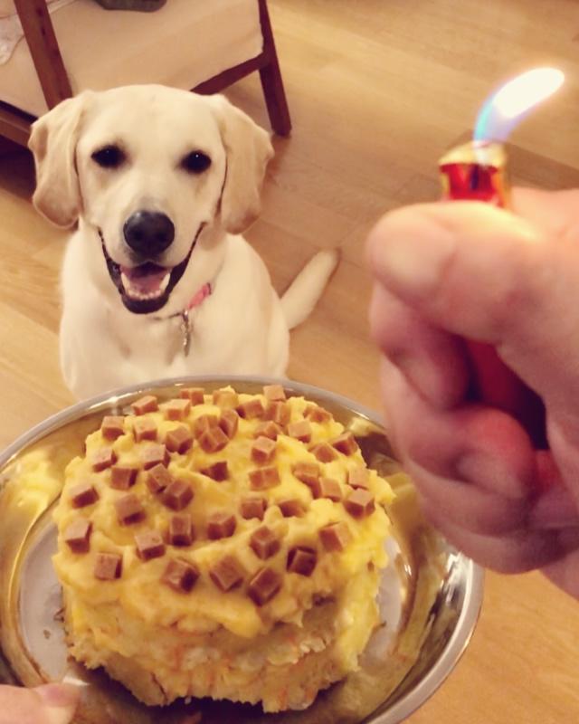 狗蛋糕宠物蛋糕