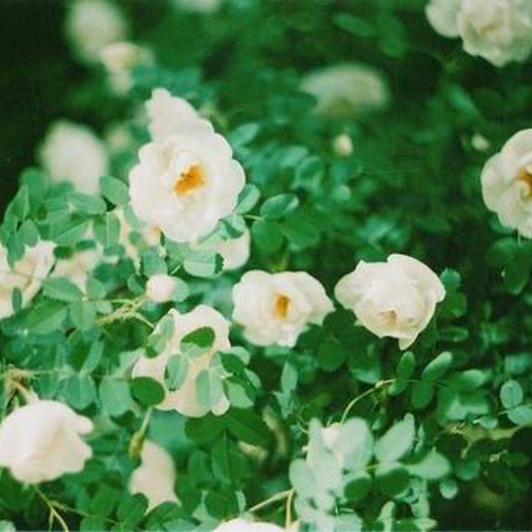夏末秋至A