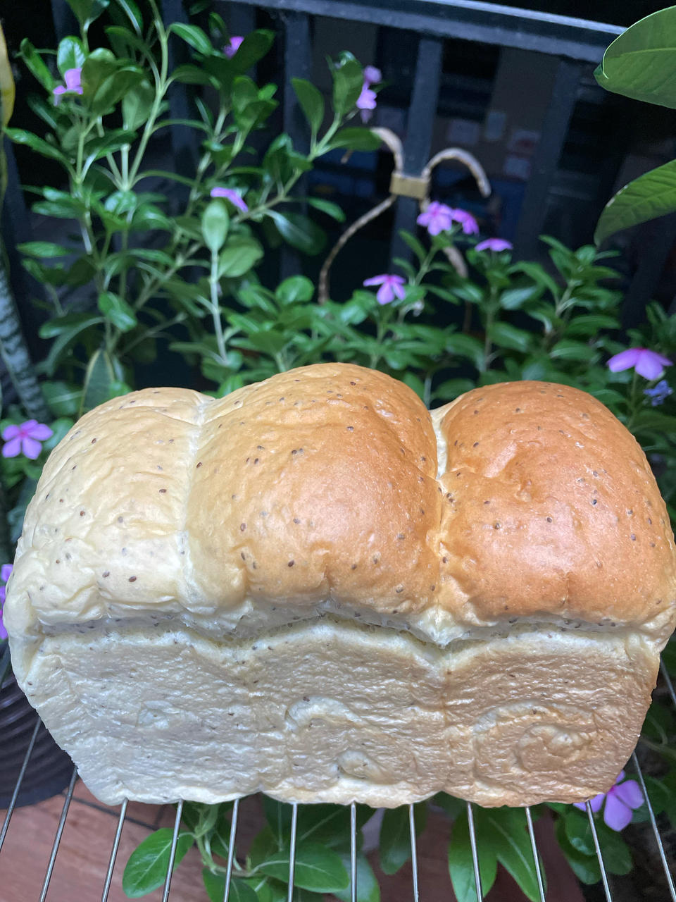 健康少油无糖 🍞全麦奇亚籽吐司🍞减脂期必备