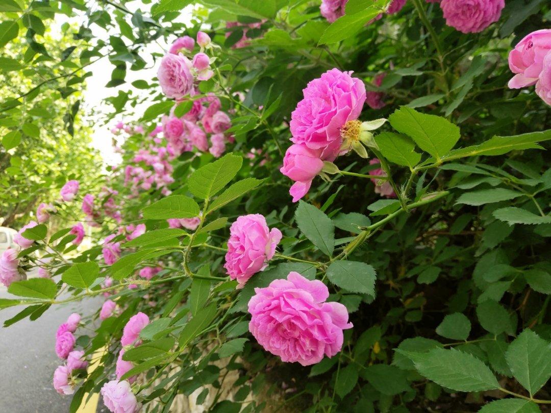 爱的氧气之花花草草