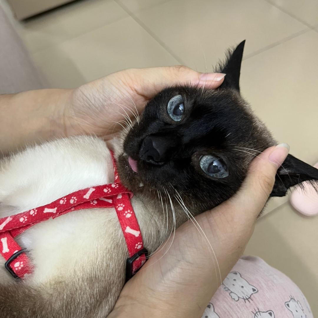 老婆家的小厨师