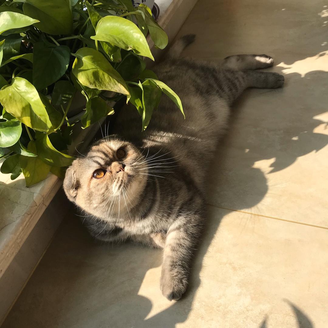 苹果薄荷88
