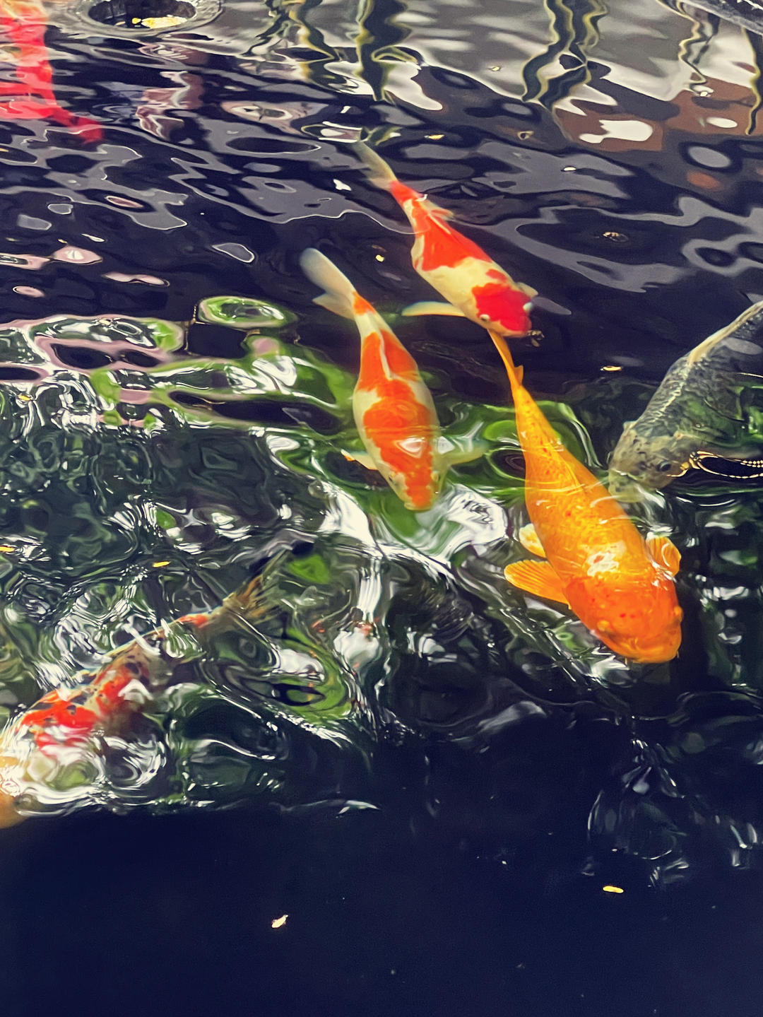 悠闲的柔软薯片