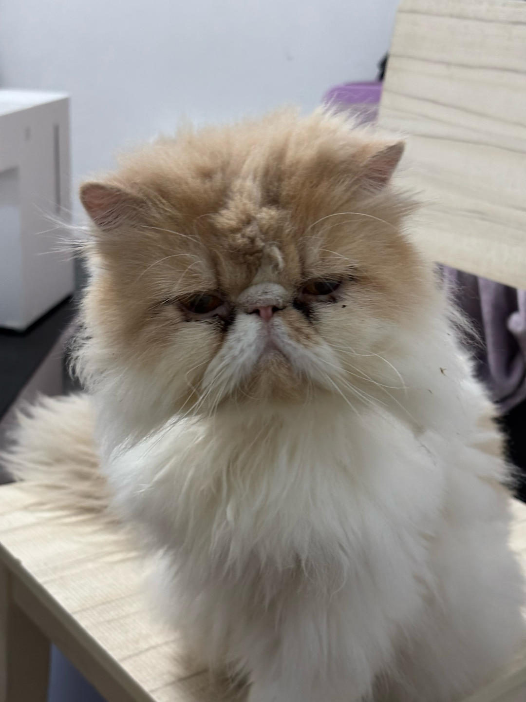 变成大飞猪