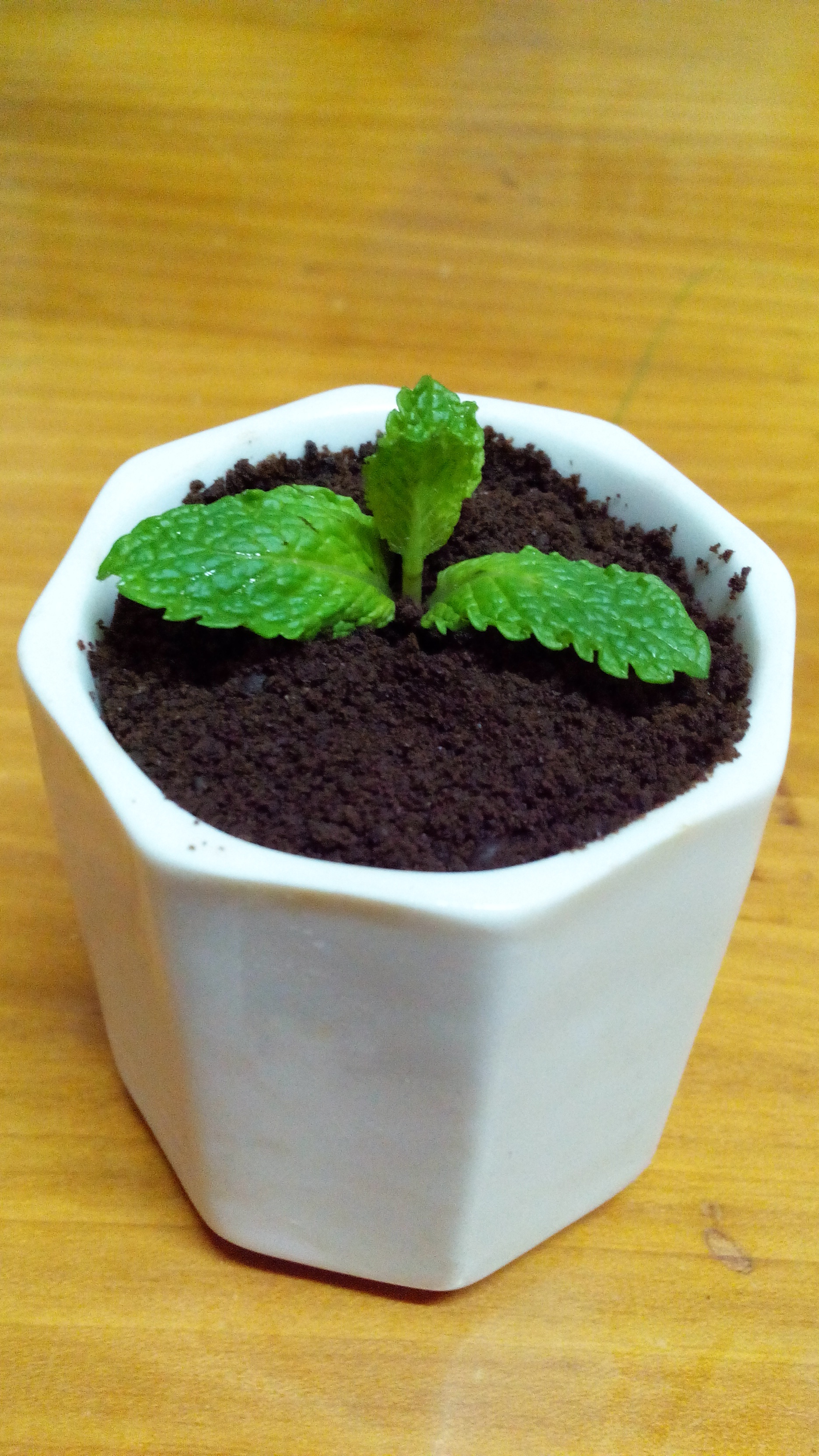 酸奶盆栽/继续延续小清新风/治愈系甜品