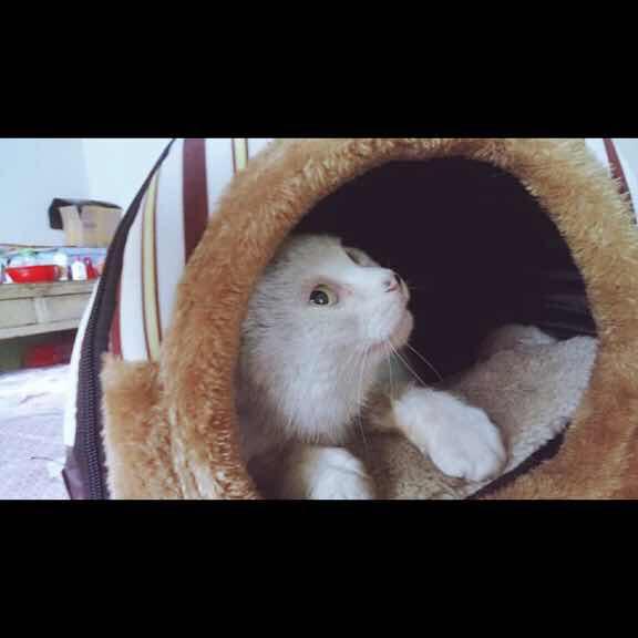 大喵喵的小喵喵爱吃奶糖