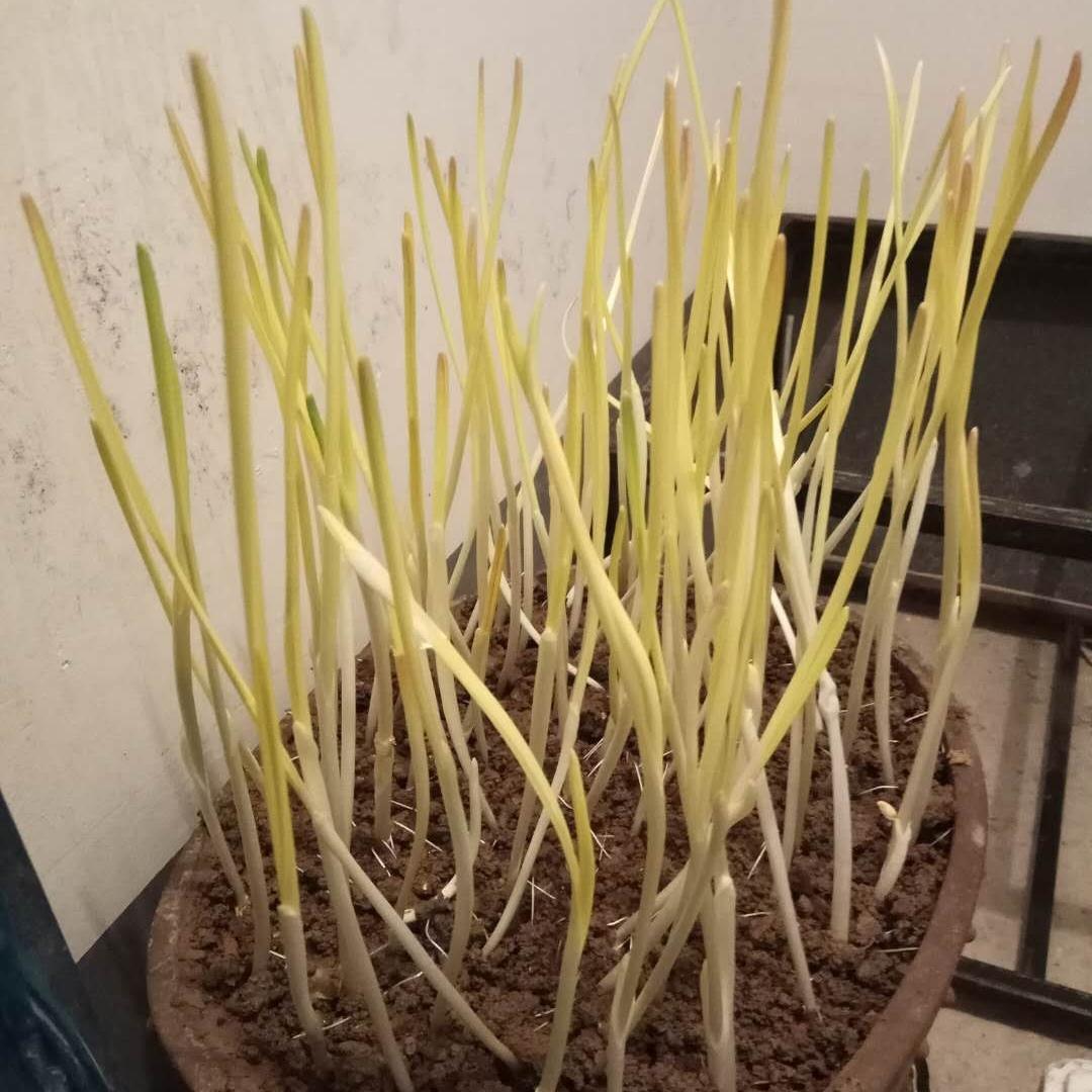 灰灰是个妞