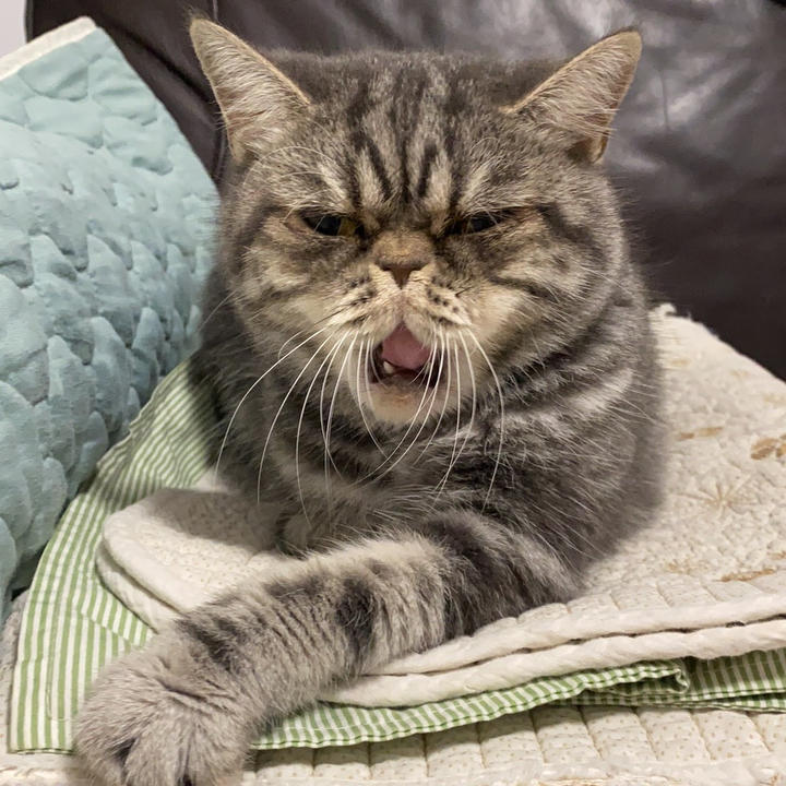 大脸雷雷爱做饭