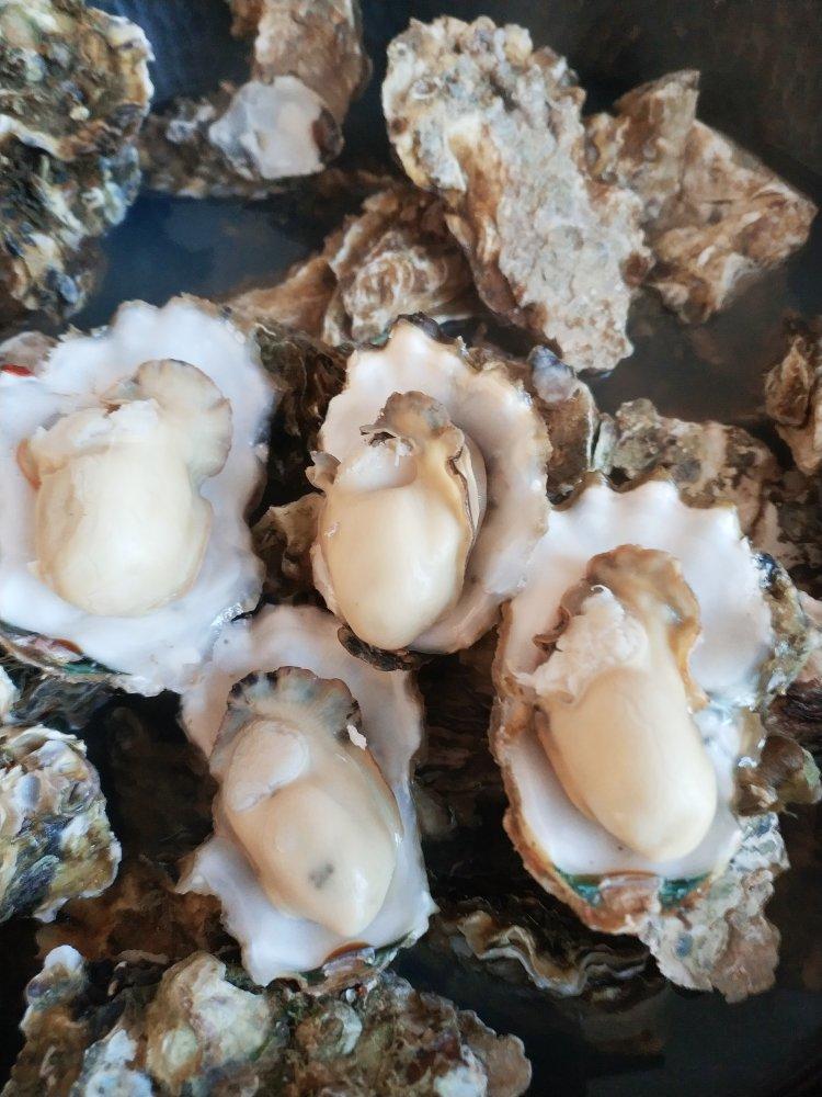野生海蛎子