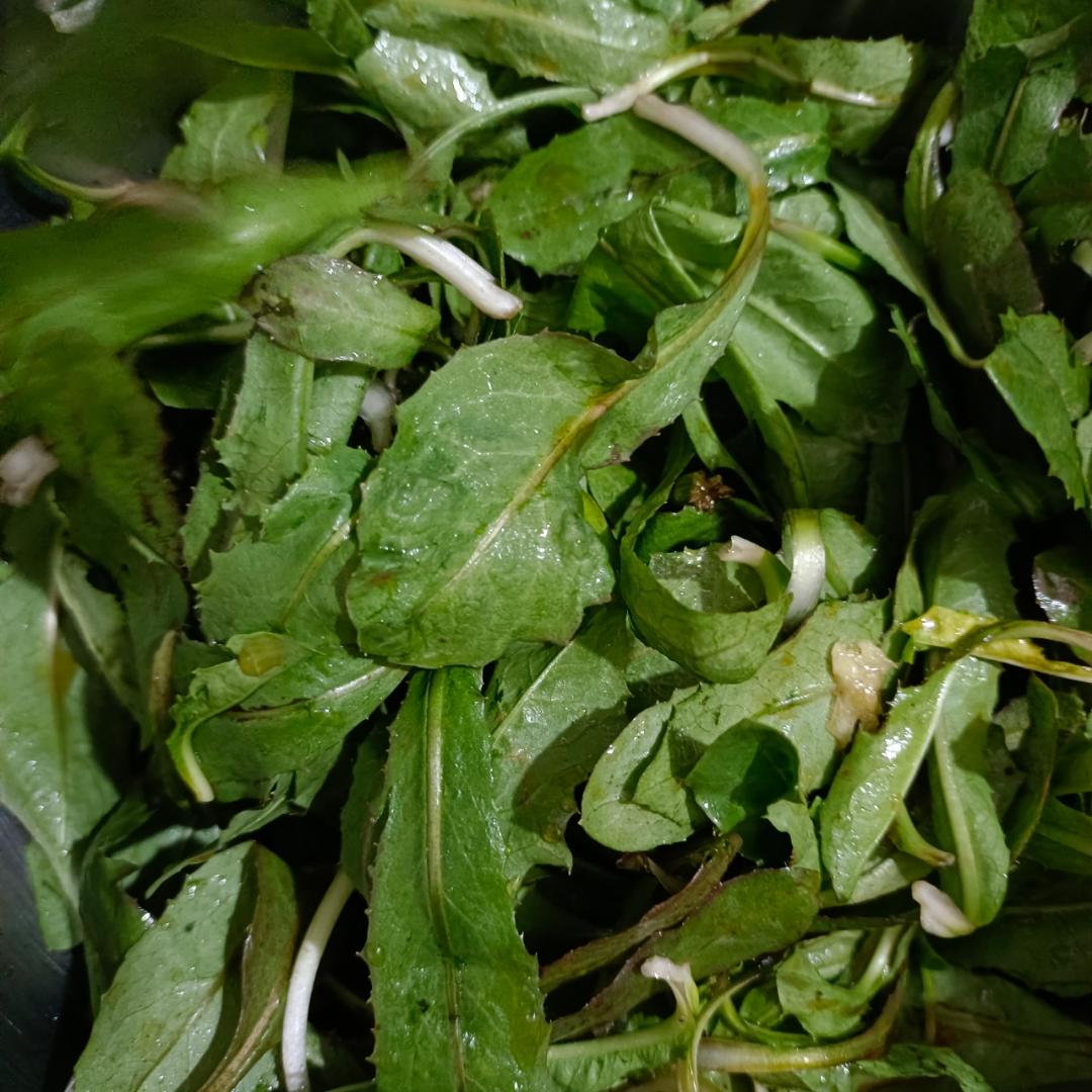 野菜系—蒲公英凉拌黄瓜