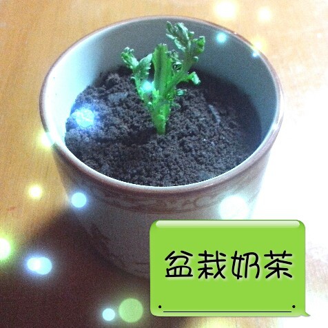 盆栽奶茶
