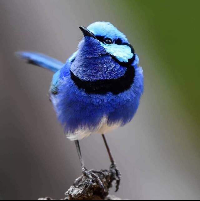 山海蓝鸟的私家厨房