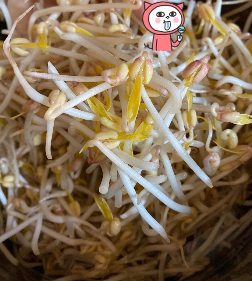 沥水篮发豆芽