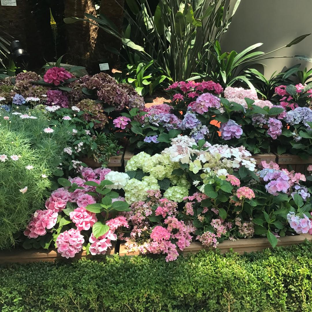 爱吃糯米的团子妈