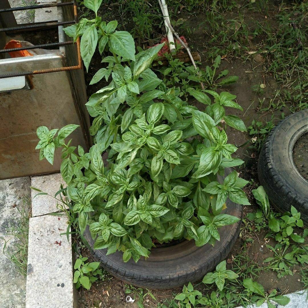 如何种出无穷无尽的罗勒
