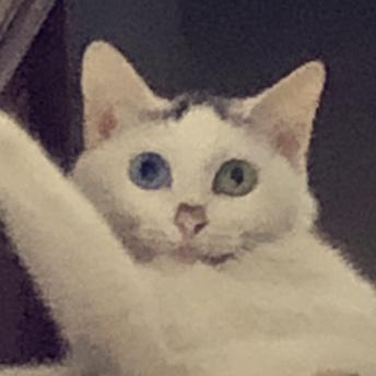 雅三要减肥