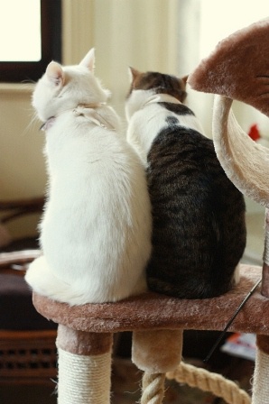 灶台上的土土猫