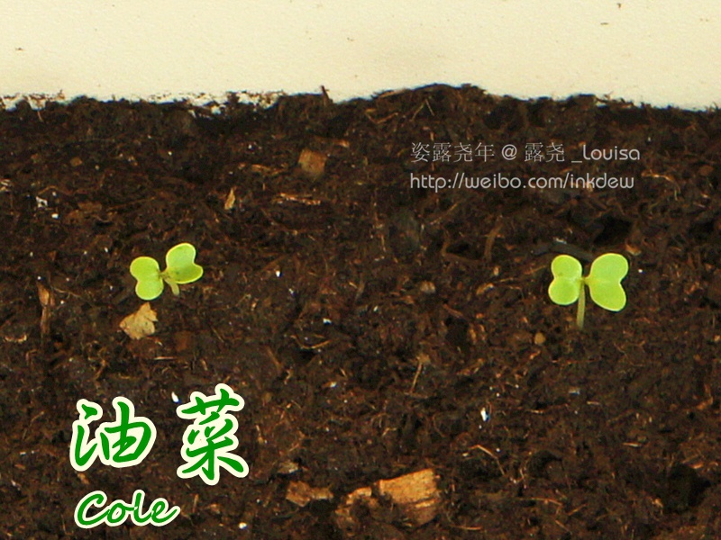 我的阳台我做主.我的名字叫小煮.