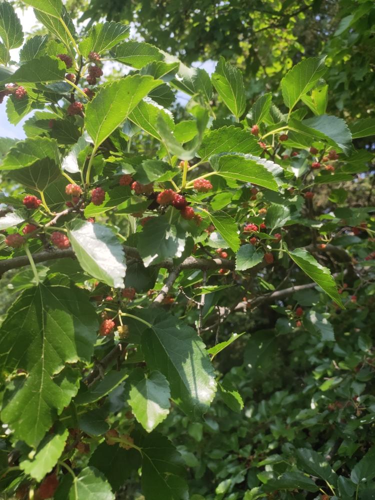 熊熊白白-桑椹朗姆酒