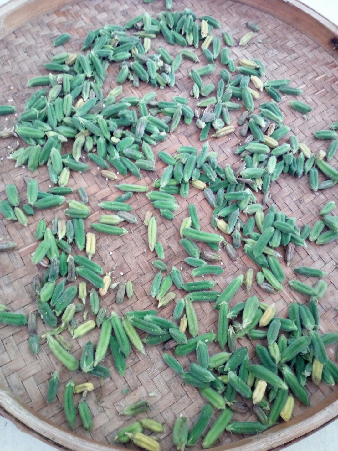 我家的“菜篮子”
