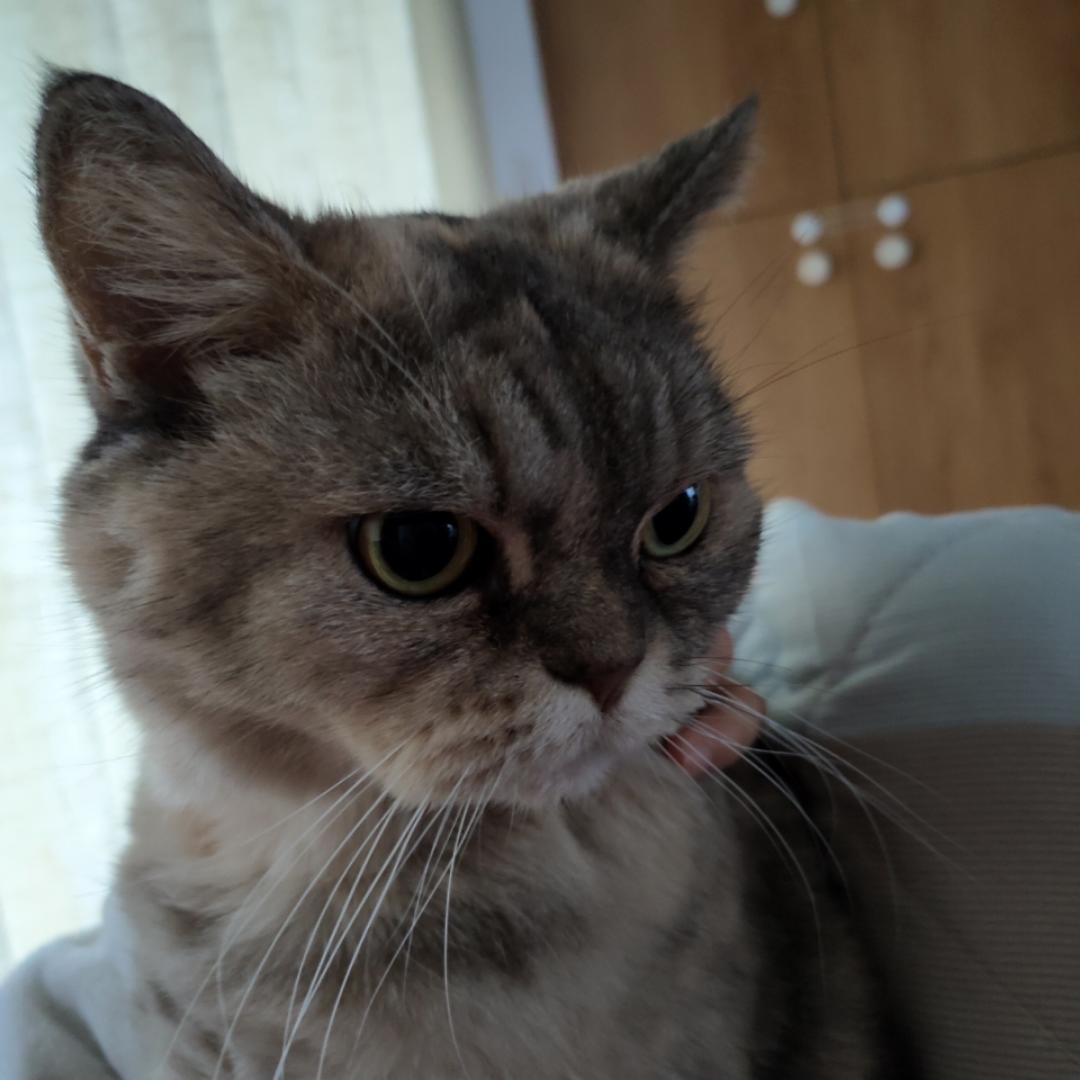 狐狸滚G