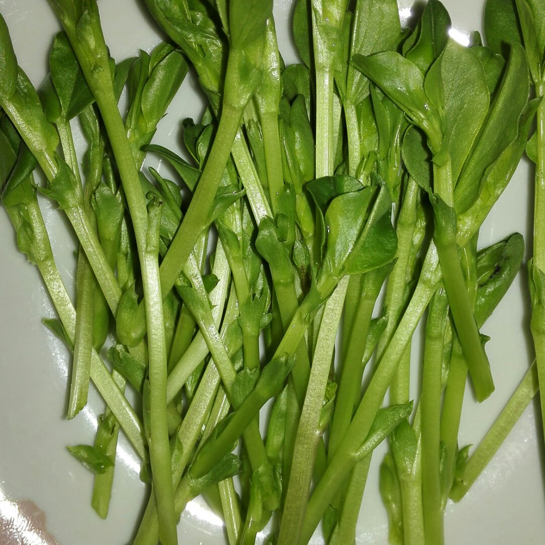 蓝雨_ho9z做的芽苗菜自留地