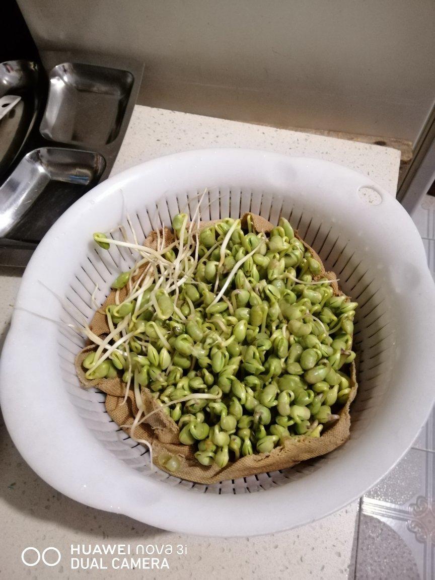 生绿豆芽的方法  有粗又脆