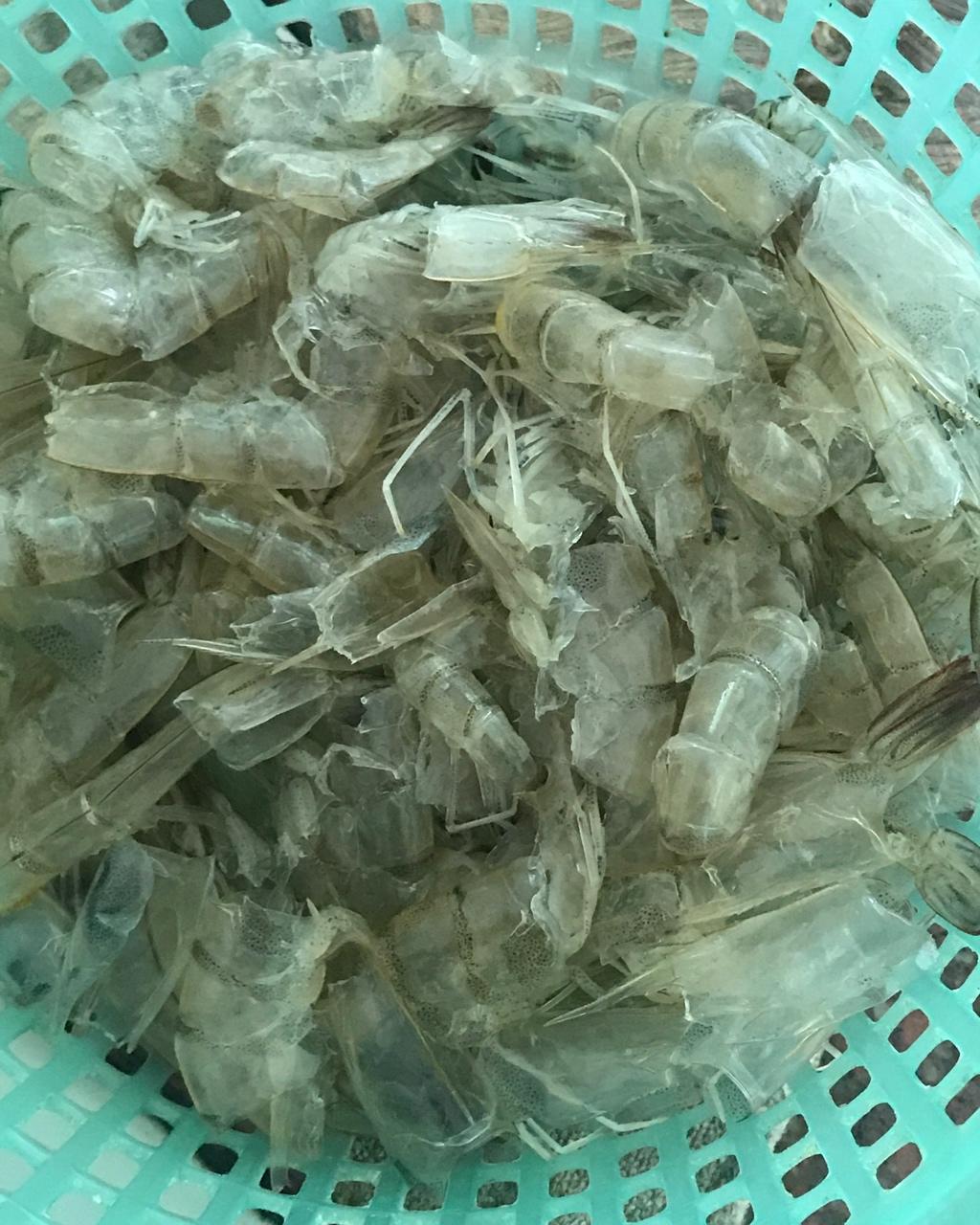 自制鲜虾壳粉-天然高钙味精