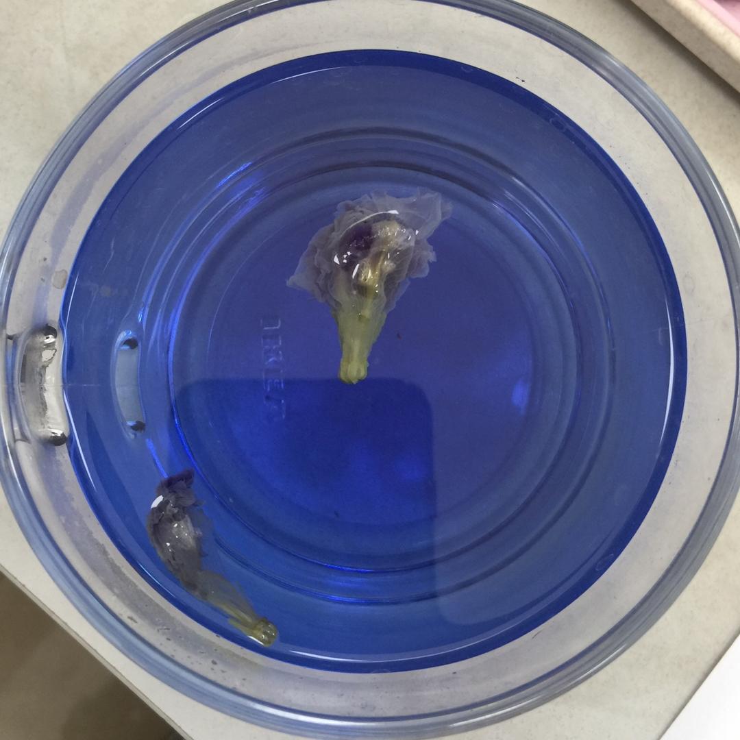 梦幻蓝蝴蝶，蝶豆花 饮品配方做法