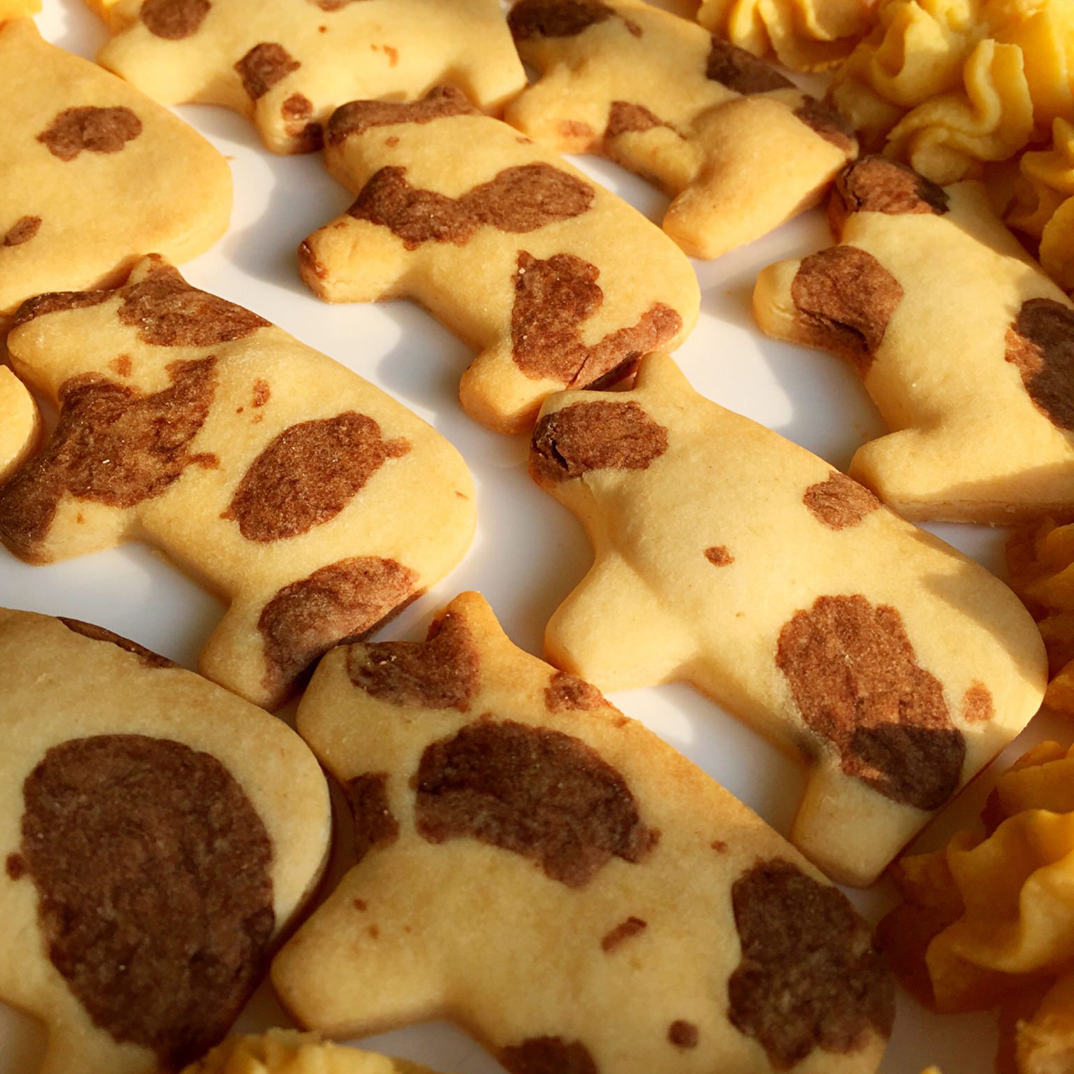 丫头雁子徐做的炼乳奶牛饼干