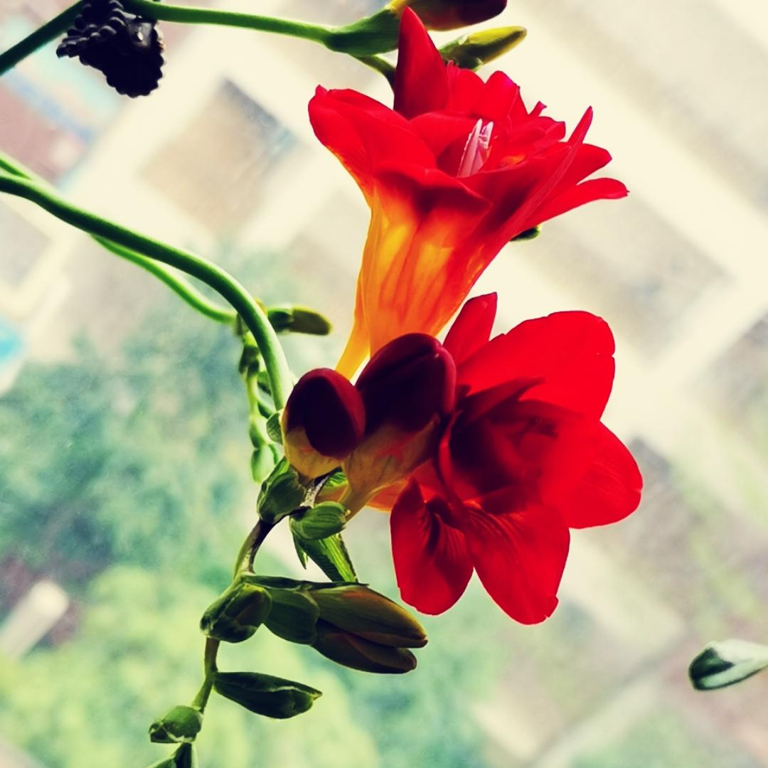 梵雅静待花开