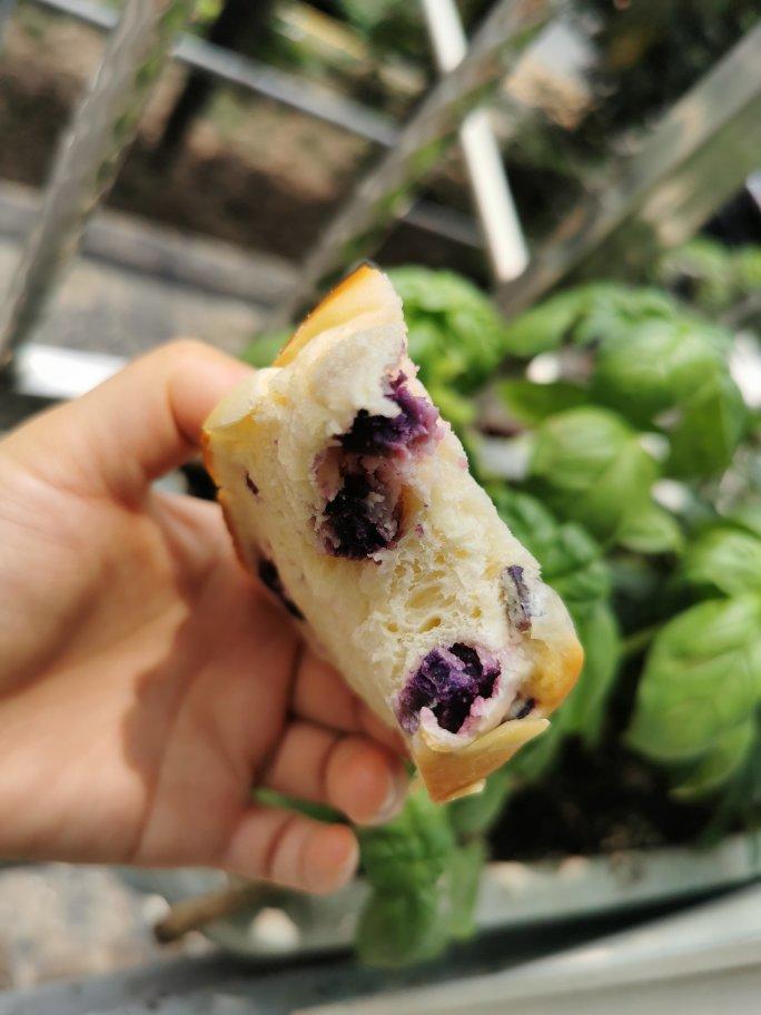 天然酵母|紫薯奶酪包