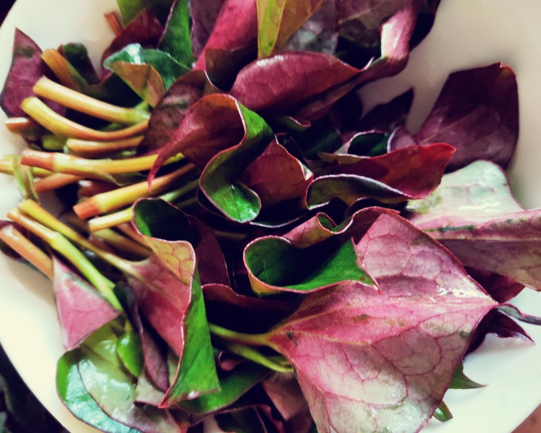 冷拌野生鱼腥草嫩叶一《新鲜折耳根》的做法