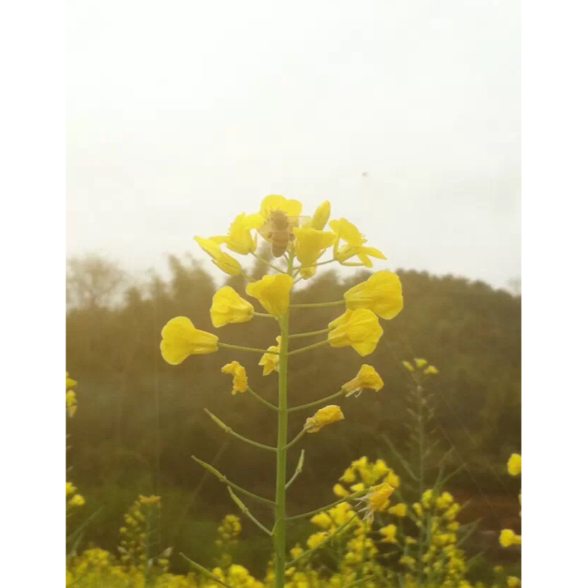 花，一辈子爱上你