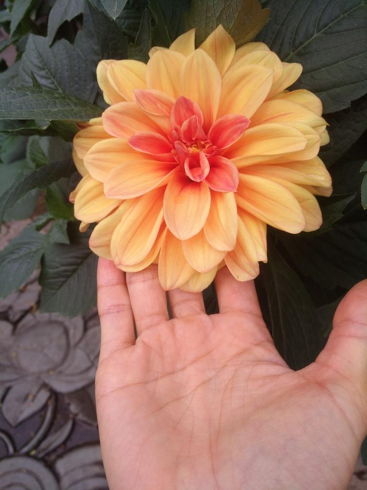 糙米小米燕麦饼（咸味的吃起来有点像肉饼）