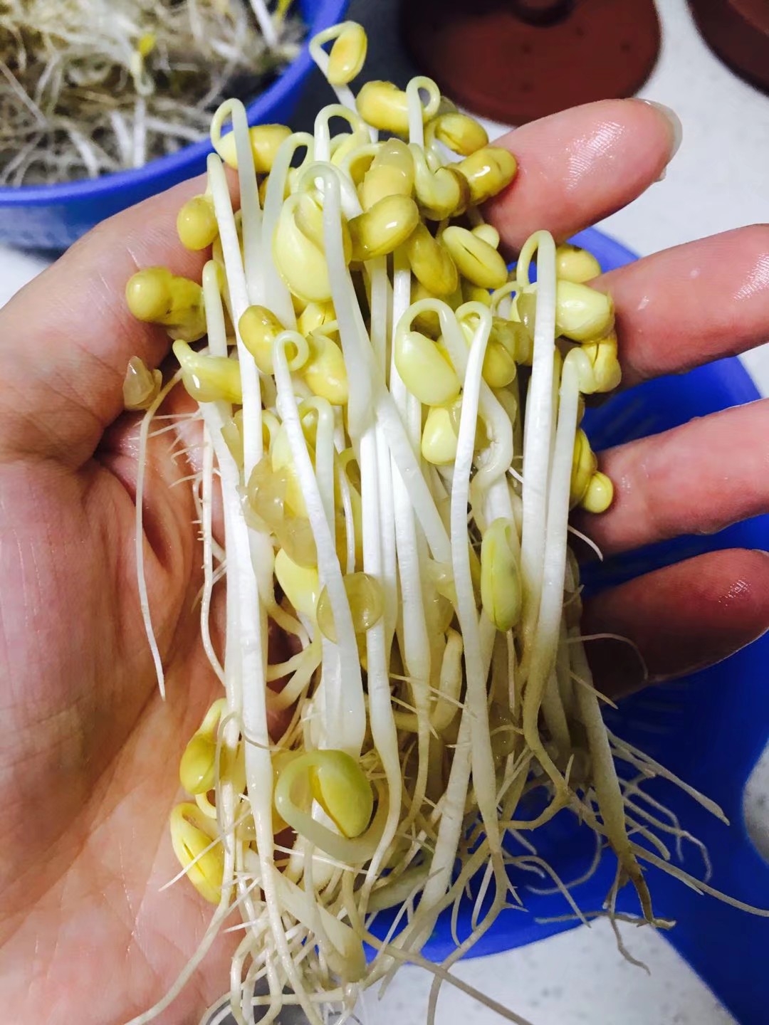 5月发黄豆芽的做法 步骤5