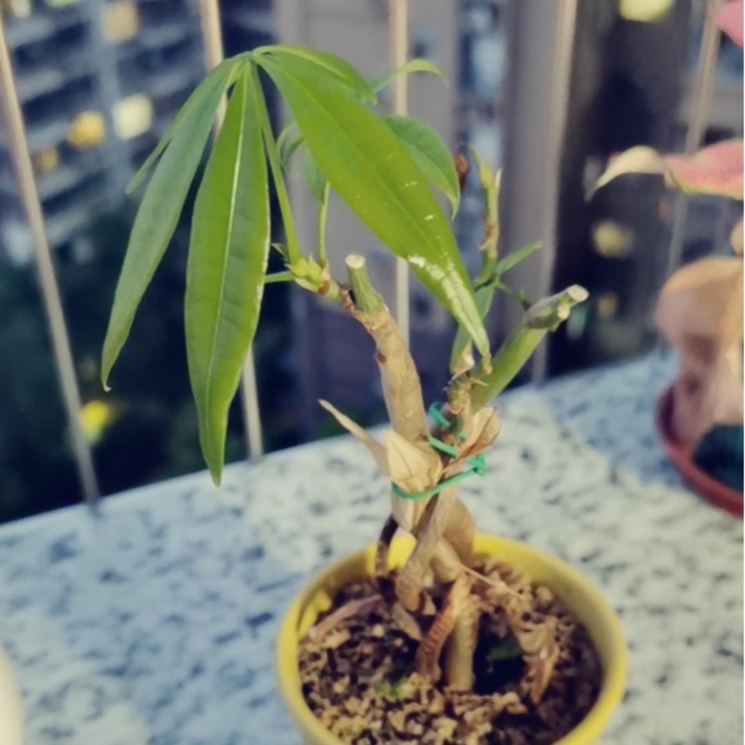 带着竹蜻蜓的叮当