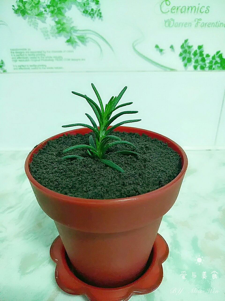 盆栽巧克力慕斯杯