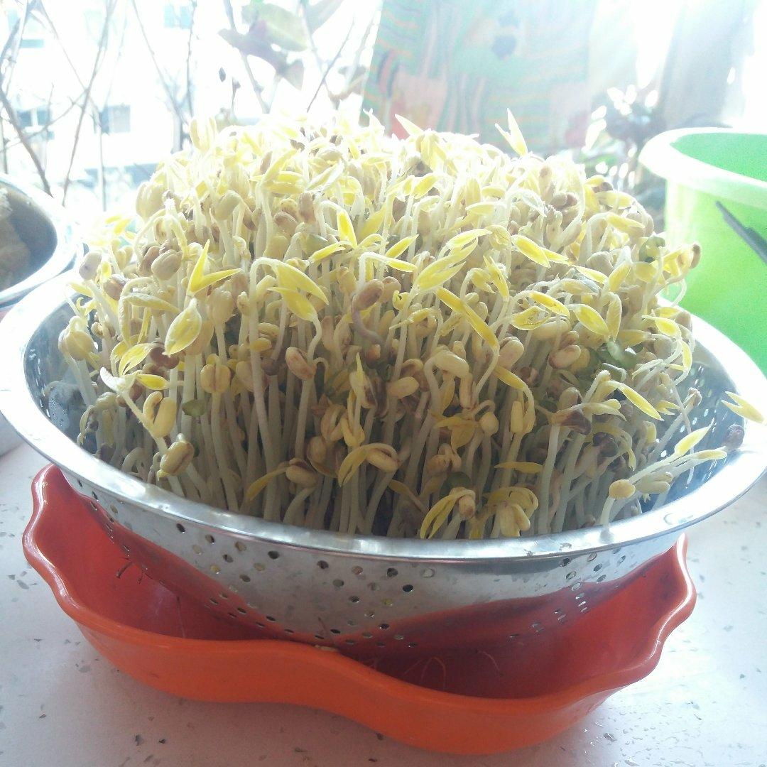 沥水篮发豆芽