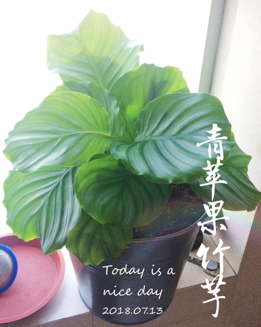 阳台党种植