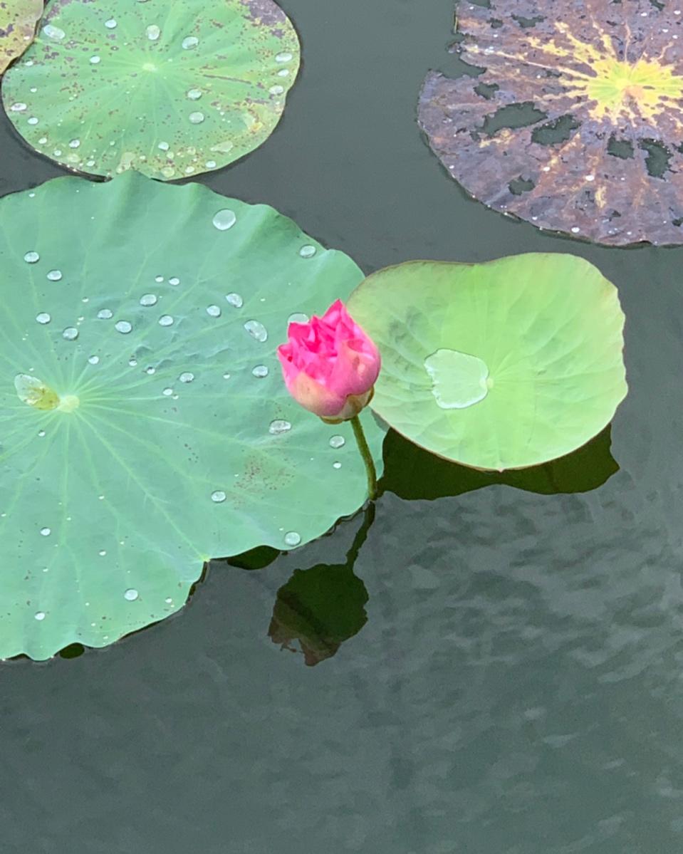 女儿眼中的🌼
